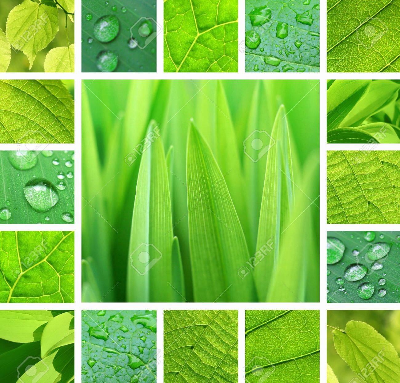 Collage of green plant and leaves with rain droplets - 14935046 Collage of green plant and leaves with rain droplets - 14935046