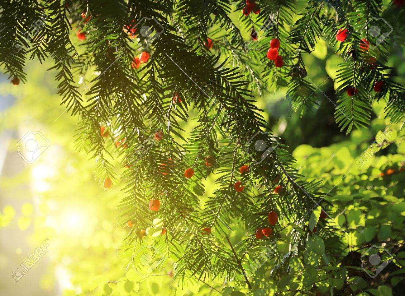 red berries growing on evergreen yew tree in sunlight european