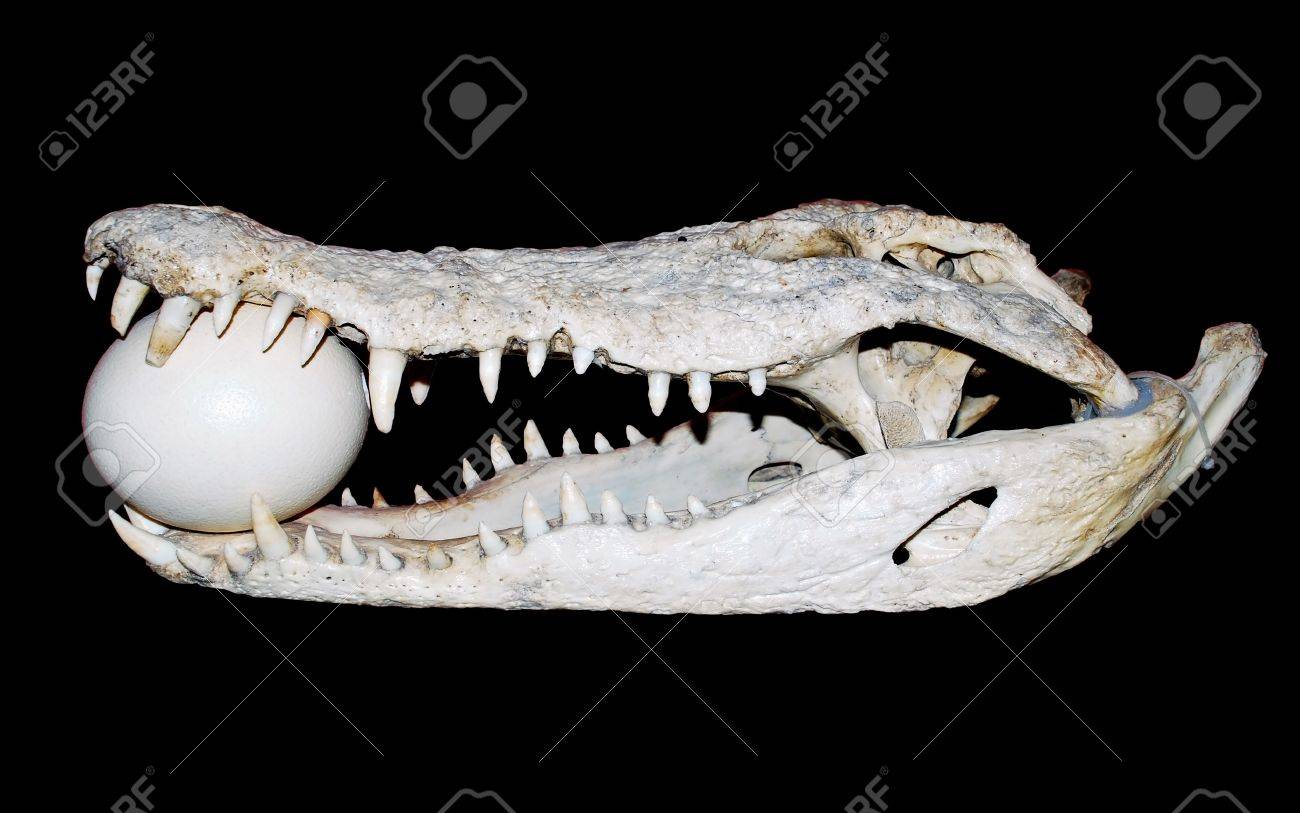 ワニ 鰐 頭骨 頭蓋骨 頭骨標本 中型 インテリア装飾用 シャムワニ