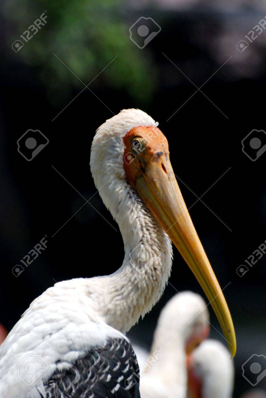 etiam-dictum-ipsum-a-felis