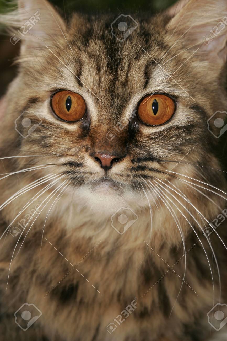 Chat Persan Avec Feroce Yeux Bruns Fonces Et Fourrure Noire Et Beige Banque D Images Et Photos Libres De Droits Image