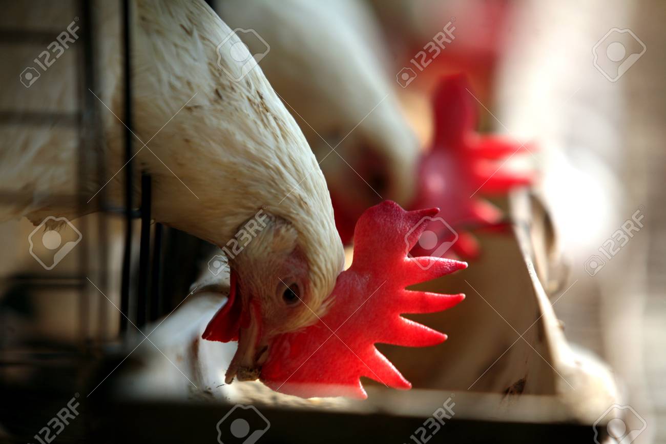 Cock head cage Bbw mature women sucking cock