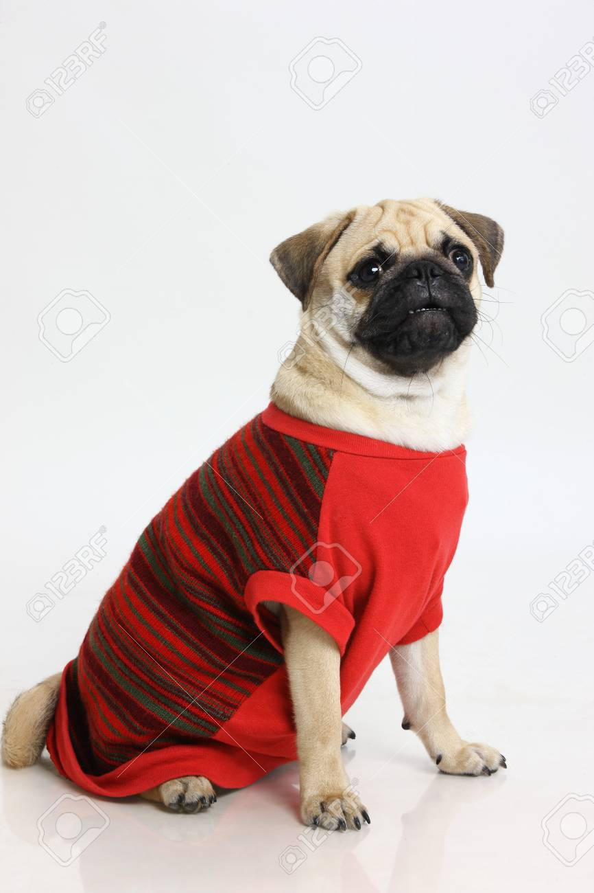 black pug clothes