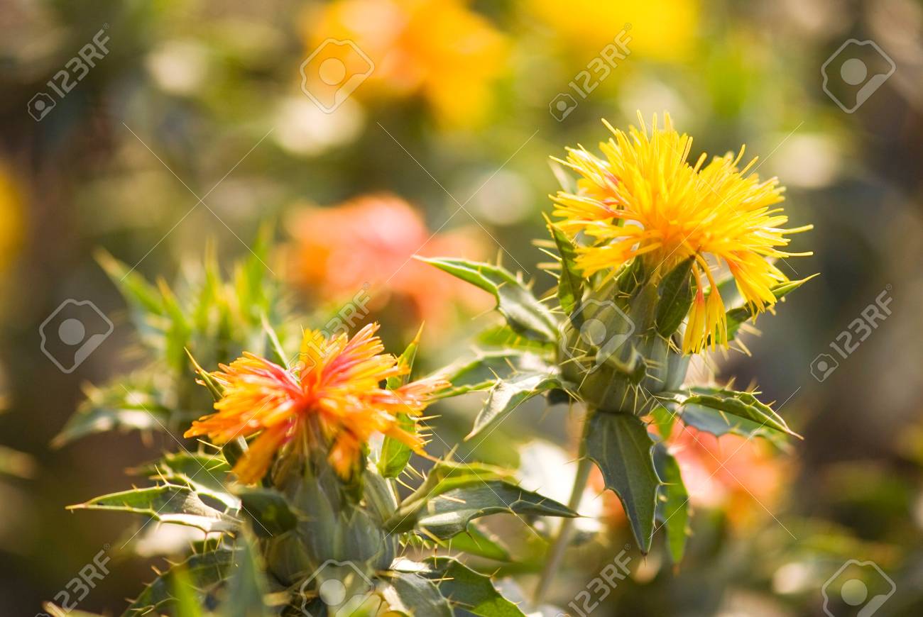 safflower plant carthamus tinctorius salunkwadi ambajogai beed safflower plant