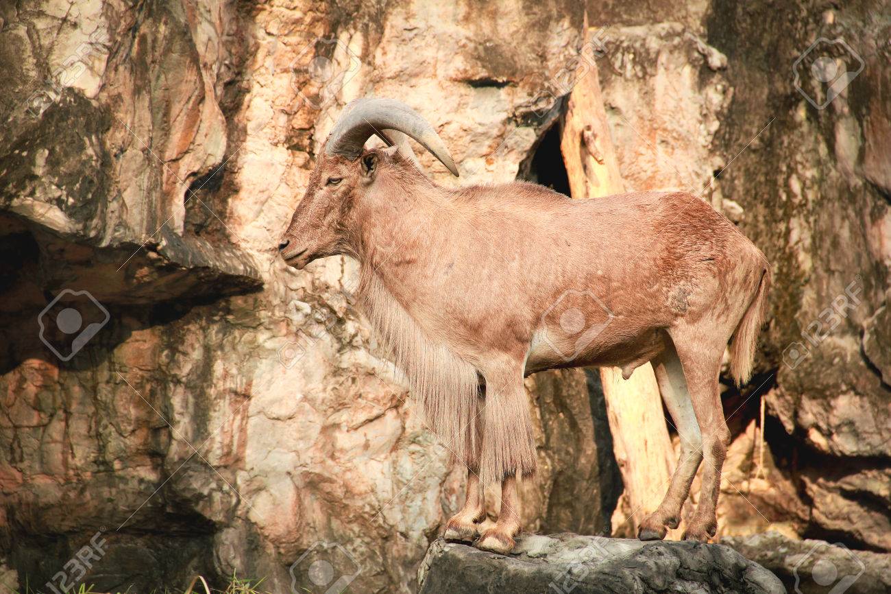 Asian mountain goat asian Anal plig thong swim