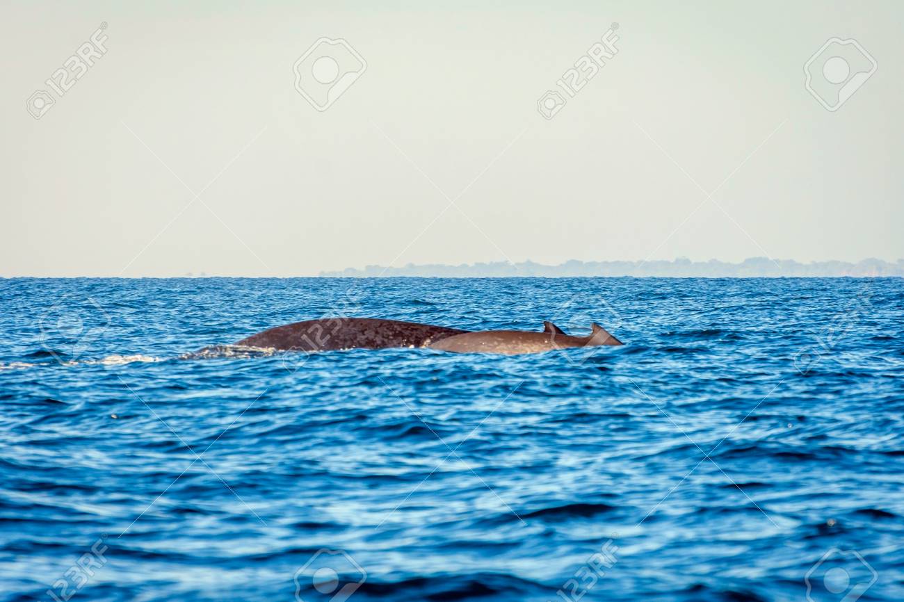 Blue Whales Swimming In The Ocean Sri Lanka Stock Photo Picture