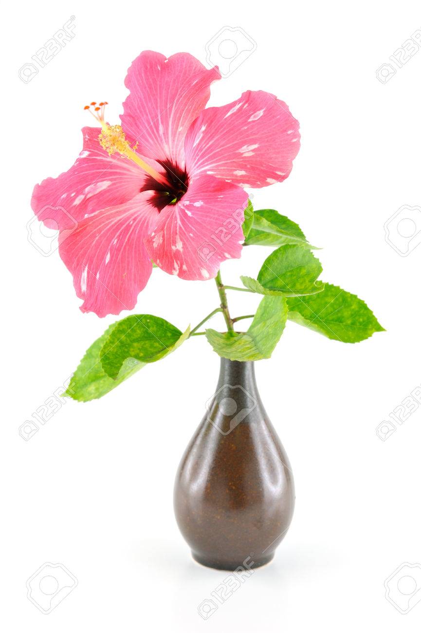 白い背景で隔離の花瓶にピンクのハイビスカスの花 の写真素材 画像素材 Image