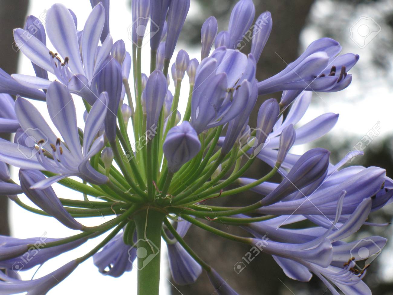 アガパンサスの花 の写真素材 画像素材 Image 1001 アガパンサスの花 の写真素材 画像素材 Image 1001