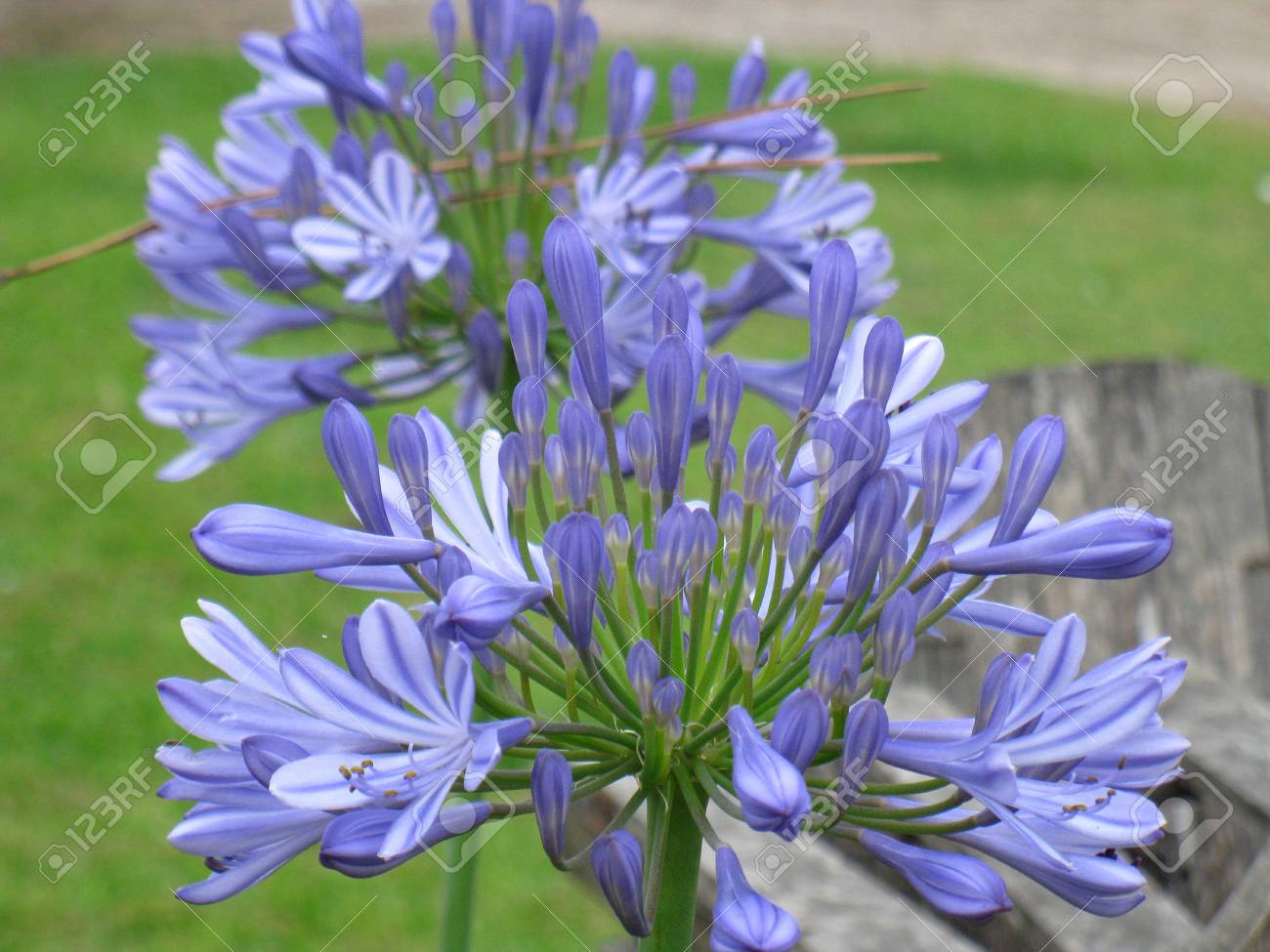 アガパンサスの花 の写真素材 画像素材 Image 1022 アガパンサスの花 の写真素材 画像素材 Image 1022