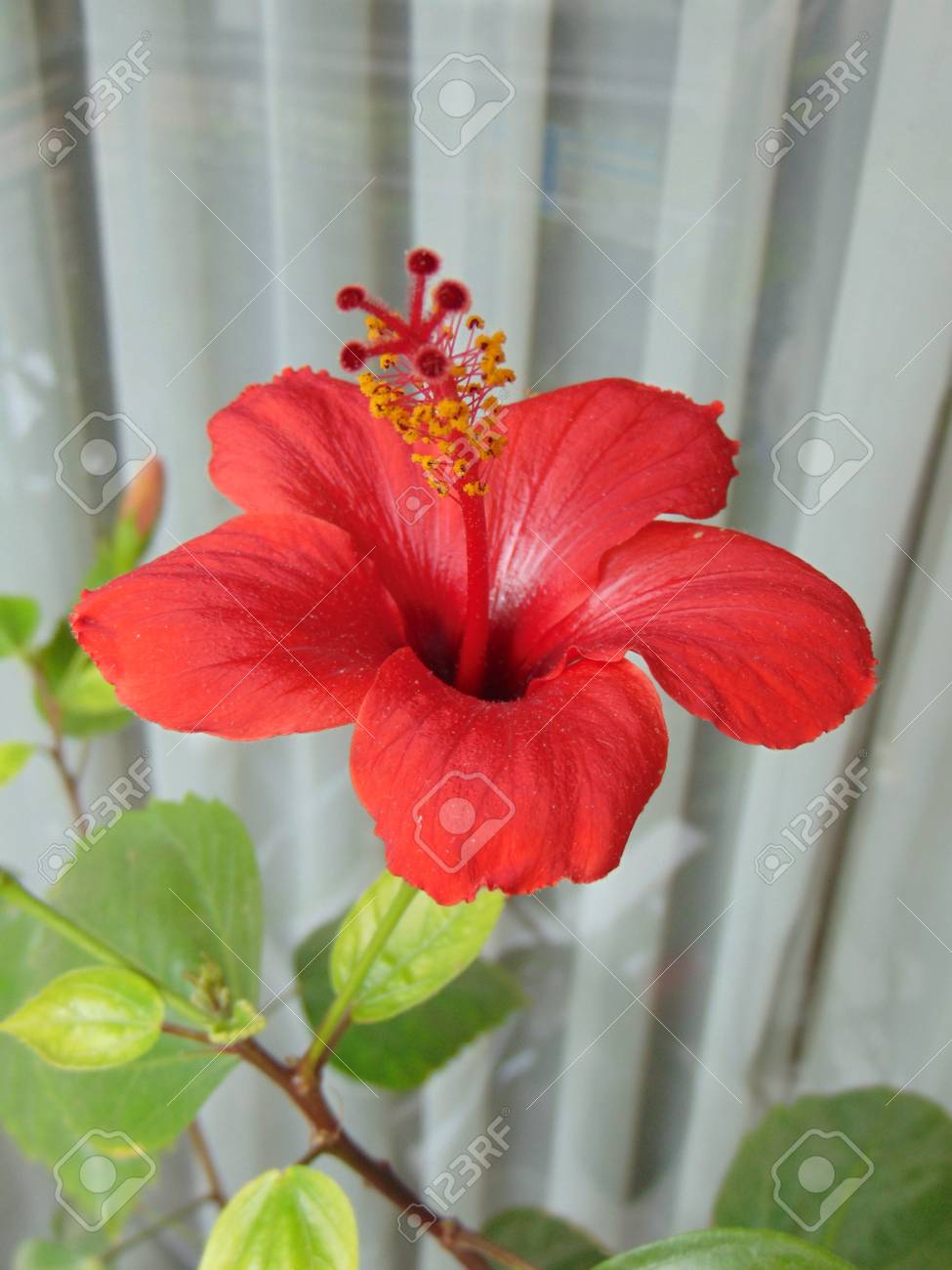 ハイビスカス ローズ の写真素材 画像素材 Image