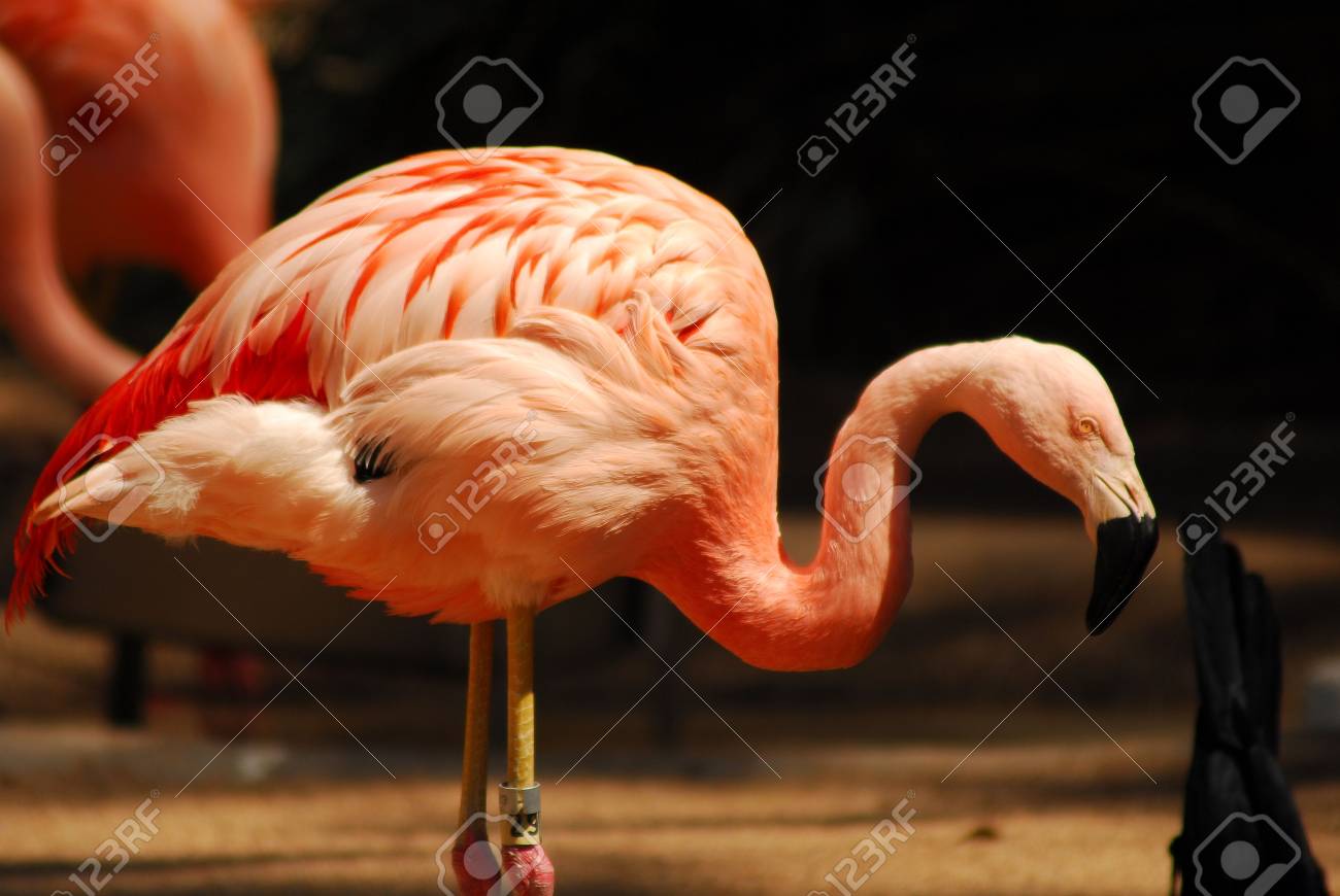 etiam-dictum-ipsum-a-felis