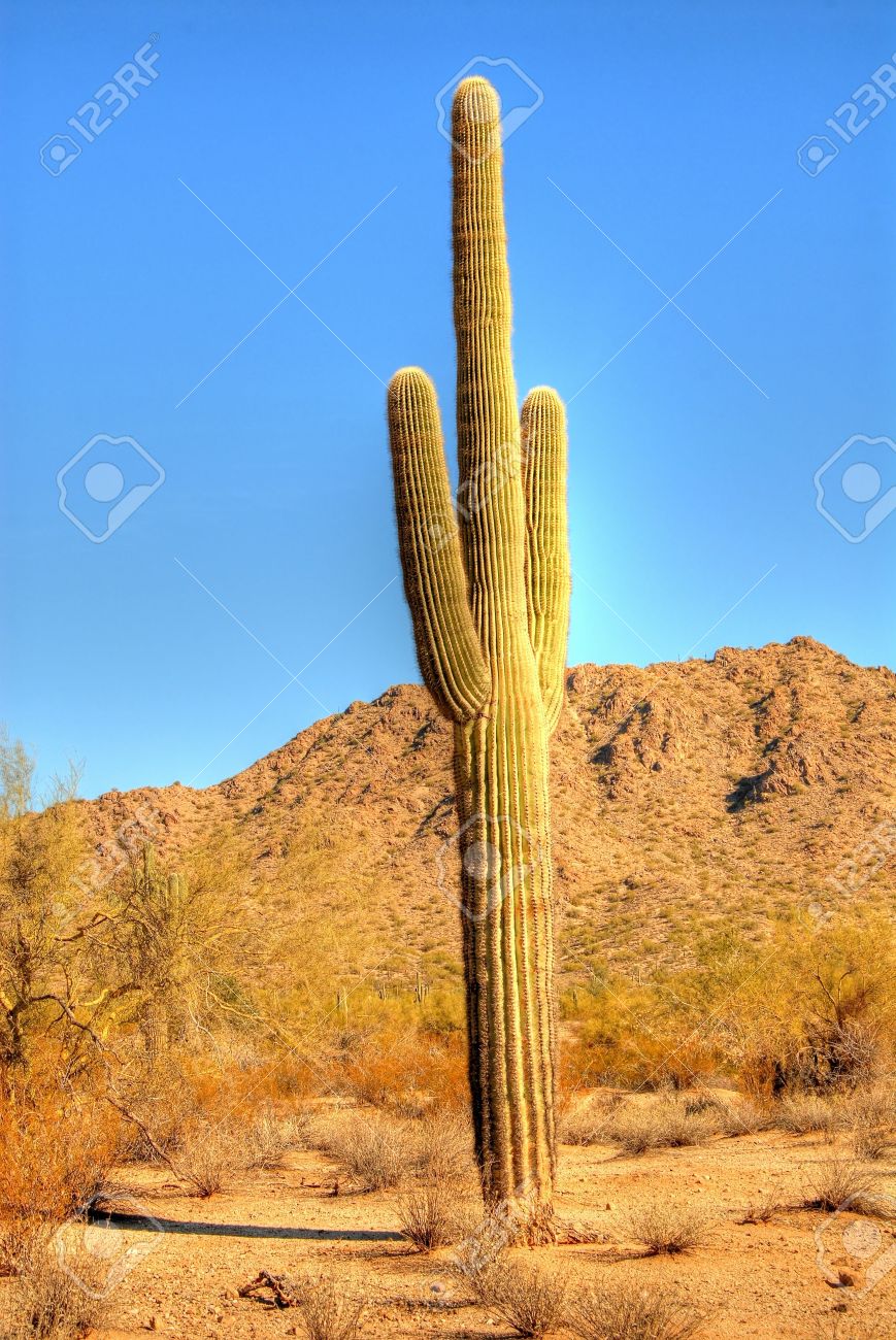 saguaro cactus in the