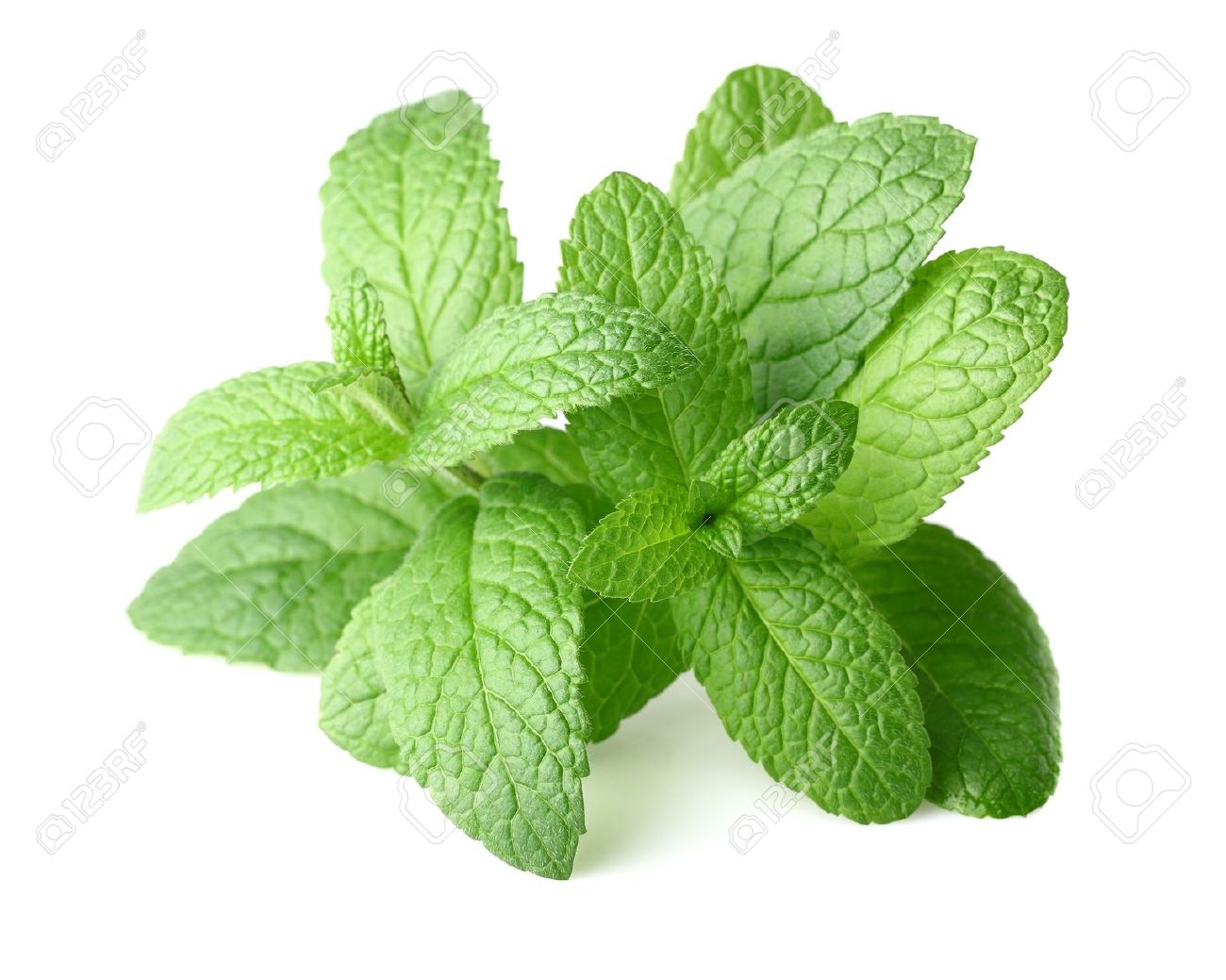 Peppermint In Closeup Stock Photo Picture And Royalty Free Image Image