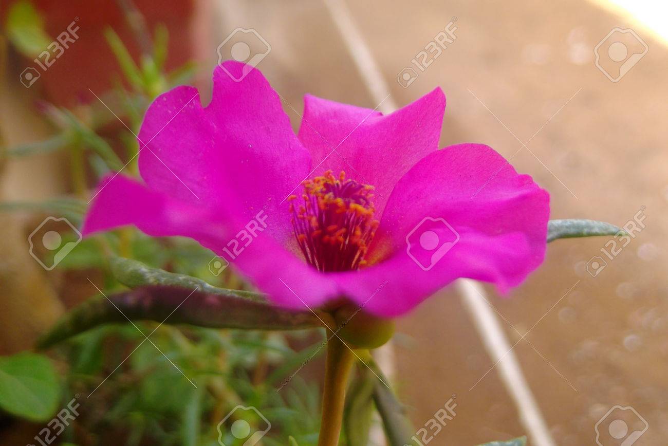 Une Petite Fleur Jaune Avec Pistil Et Hes Pétales