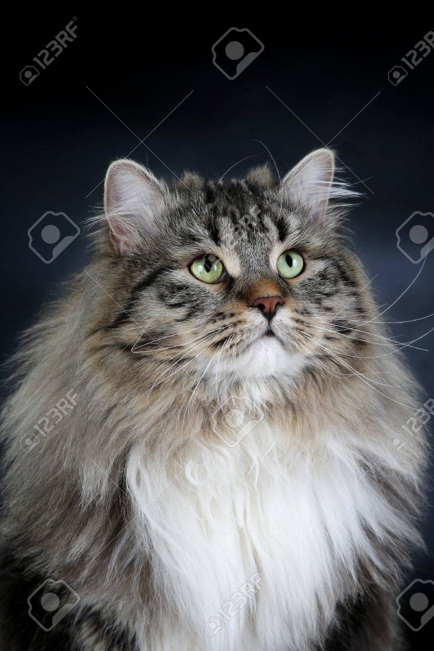 黒の背景にメインクーンのオス猫 の写真素材 画像素材 Image