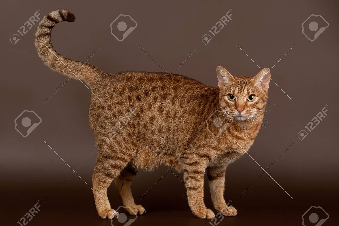 暗い茶色の背景にオシキャット オス猫 の写真素材 画像素材 Image 21064787
