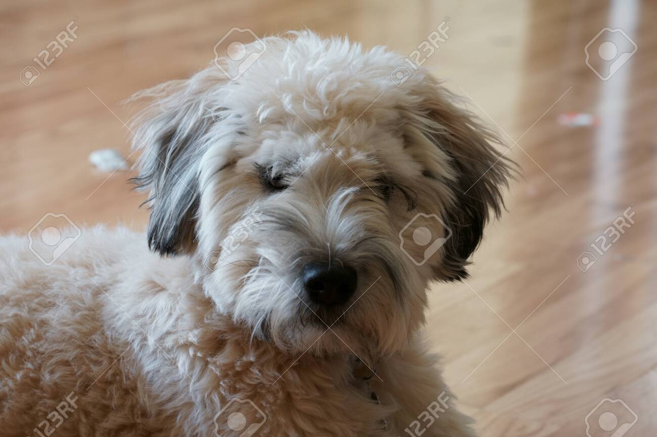 wheaten