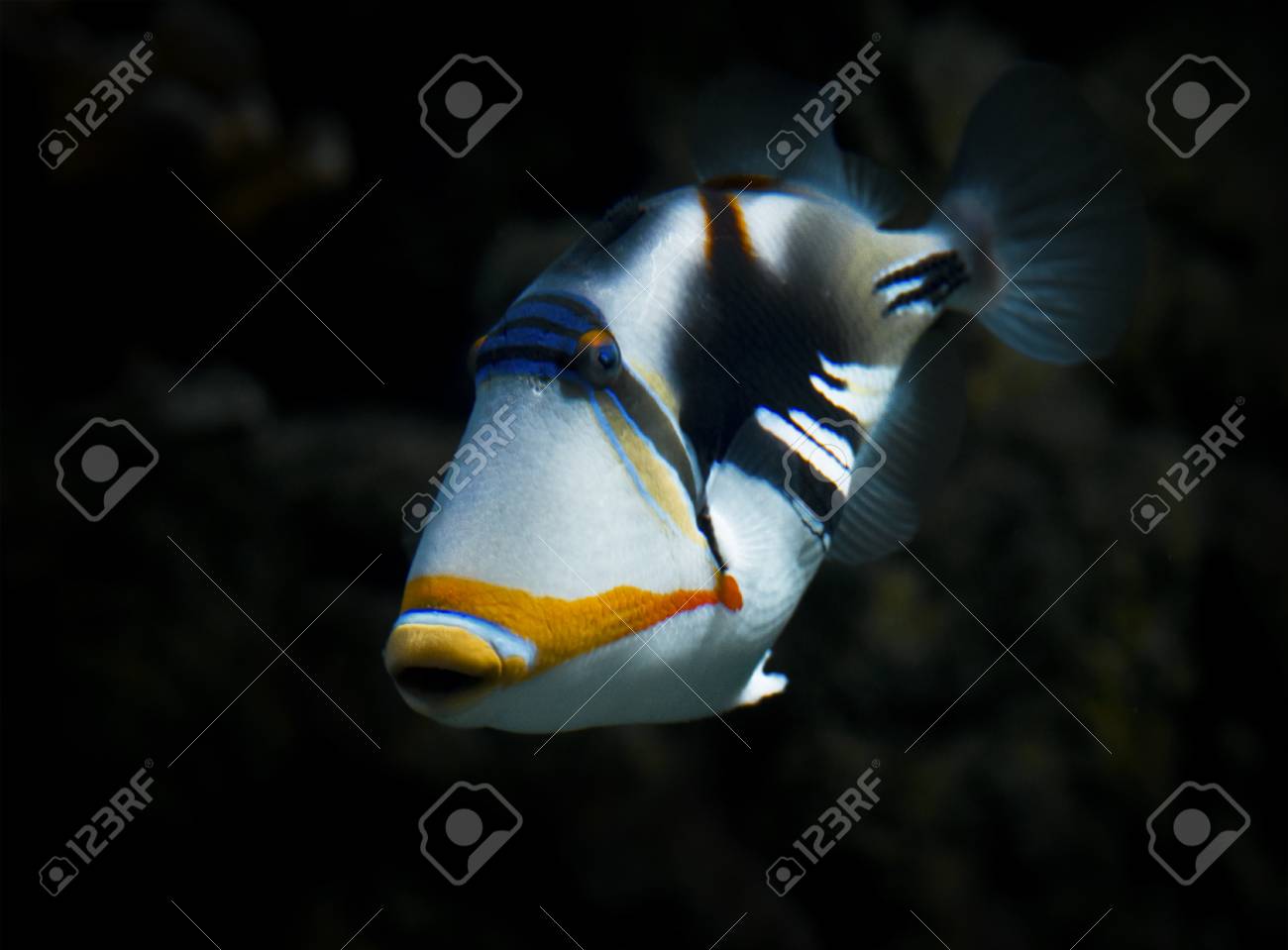 etiam-dictum-ipsum-a-felis