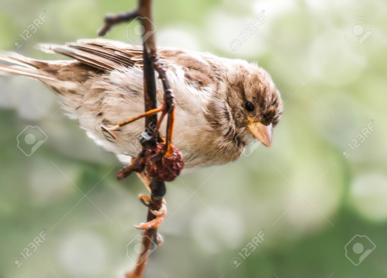 etiam-dictum-ipsum-a-felis