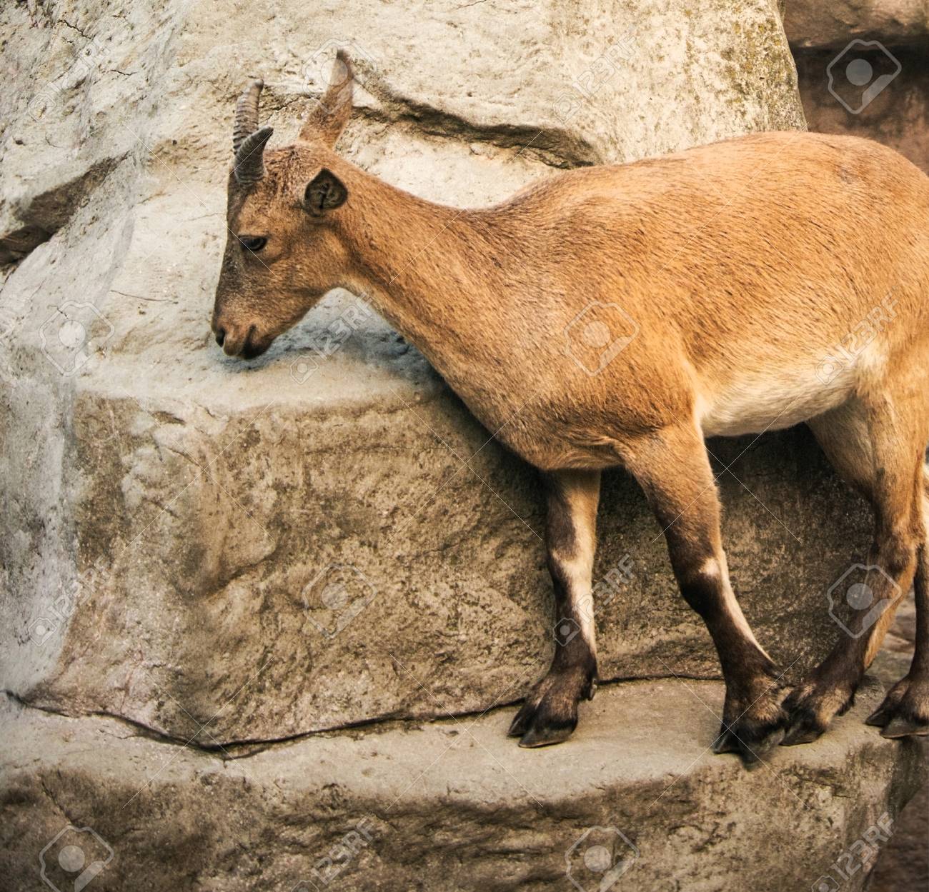 etiam-dictum-ipsum-a-felis