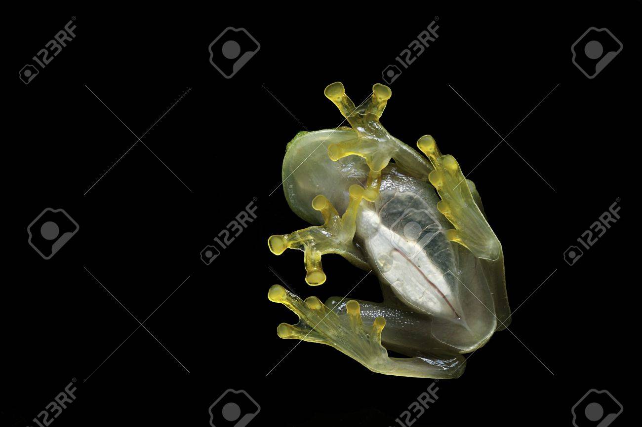 ガラスのカエルの心臓、腸の目に見えるの透明な腹の写真素材・画像素材 Image 6921528