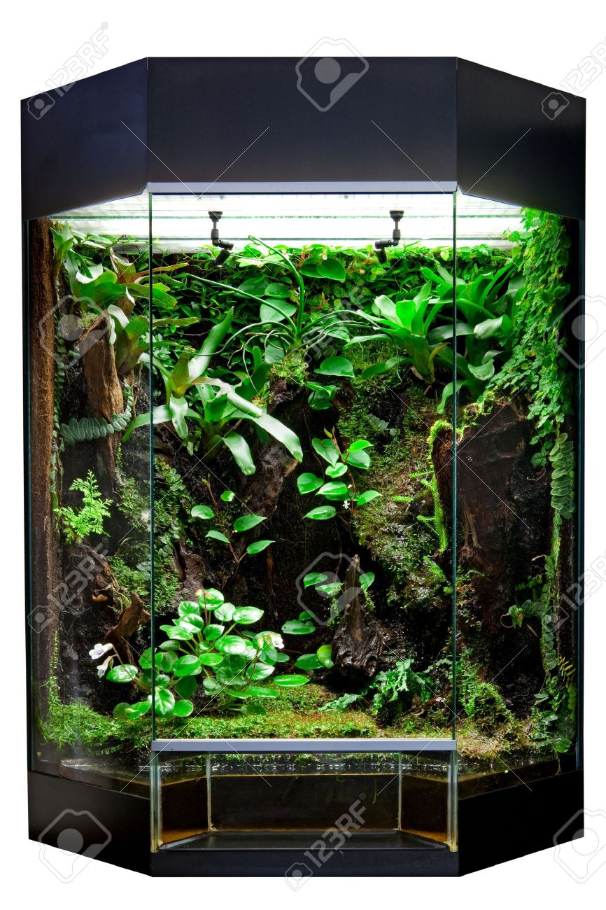 陸生動物飼育器またはビバリウム毒カエルやトカゲなどの熱帯雨林の動物を維持するため ガラス緑の苔やジャングルの植生とペットタンクの生息地 熱帯アイマル ケージ の写真素材 画像素材 Image