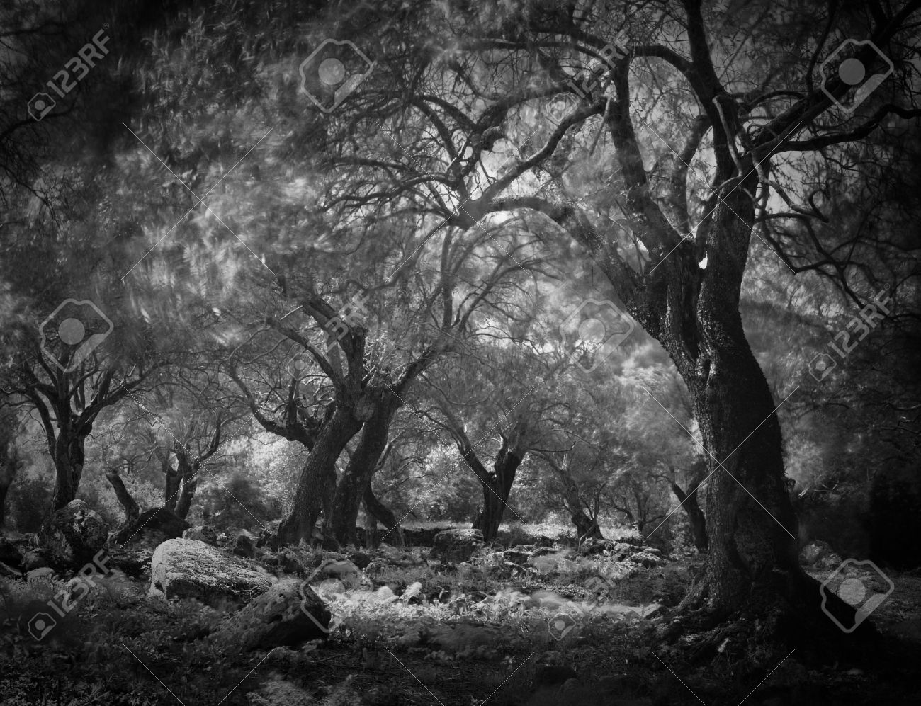 神秘的な暗い幽霊の森 長い露出リードぼやけて葉します 不気味な怖い森ファンタジーおとぎ話ホラー Haloween 木 の写真素材 画像素材 Image