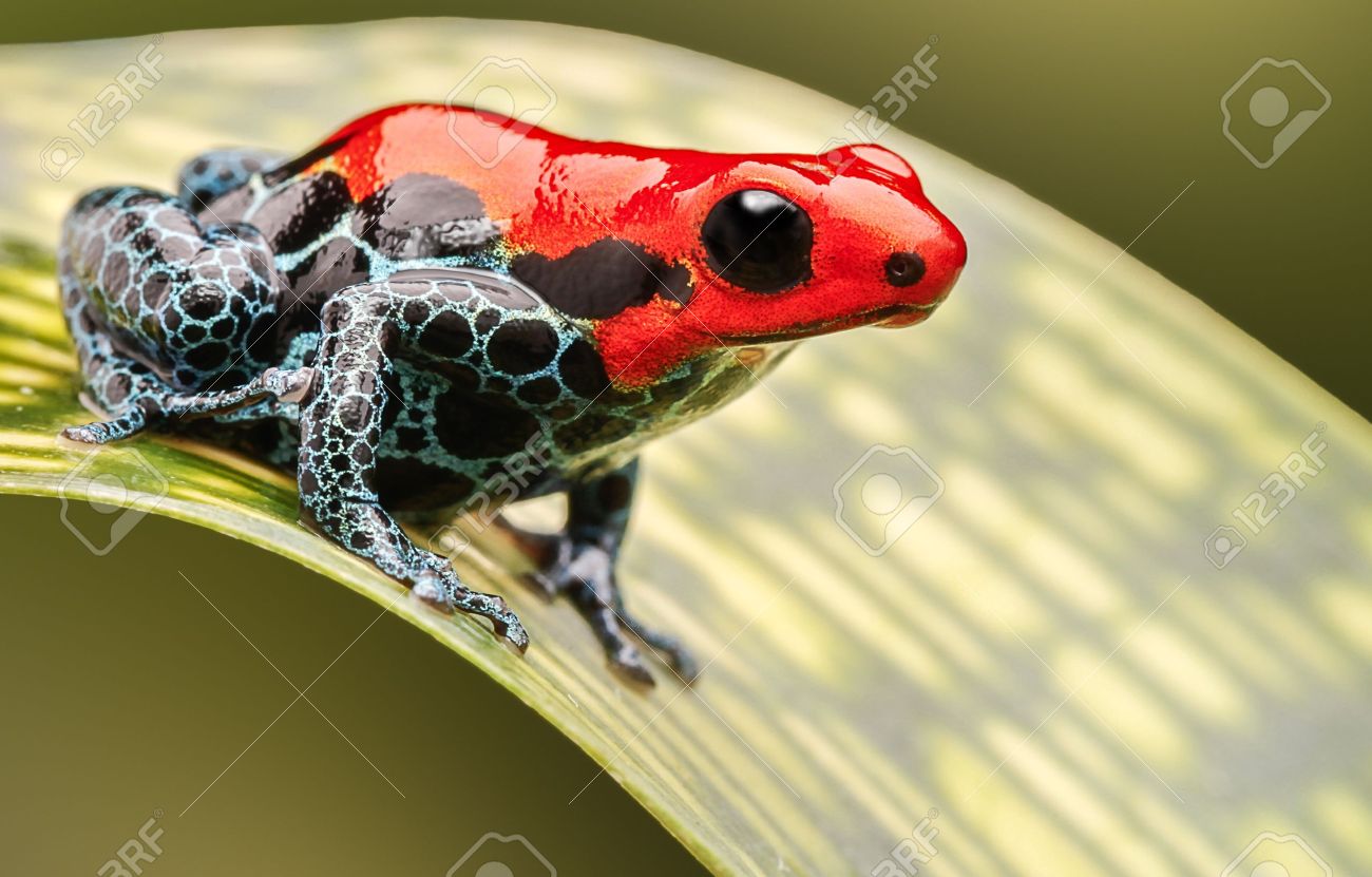 Red Poison Arrow Frog, Beautiful Macro Of A Tropical Animal Living In The Amazon Rainforest Of Peru. A Poisonous Amphibian Often Kept As An Exotic Pet In A Rain Forest Terrarium. Stock Red Poison Arrow Frog, Beautiful Macro Of A Tropical Animal Living In The Amazon Rainforest Of Peru. A Poisonous Amphibian Often Kept As An Exotic Pet In A Rain Forest Terrarium. Stock