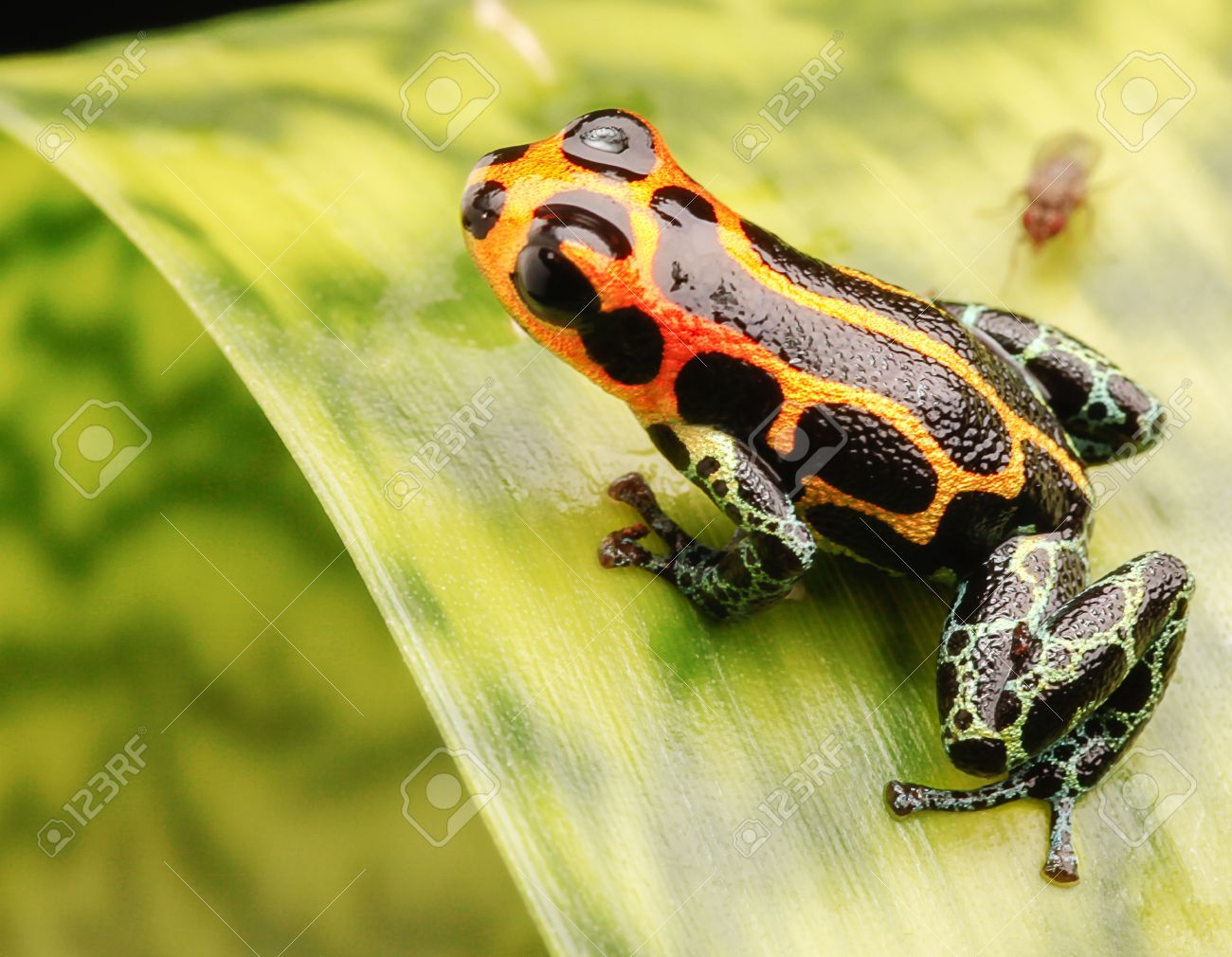 https://previews.123rf.com/images/dirkercken/dirkercken1305/dirkercken130500014/19561472-poison-arrow-frog-from-peru-amazon-rain-forest-ranitomeya-imitator-red-orange-lines-on-his-black.jpg