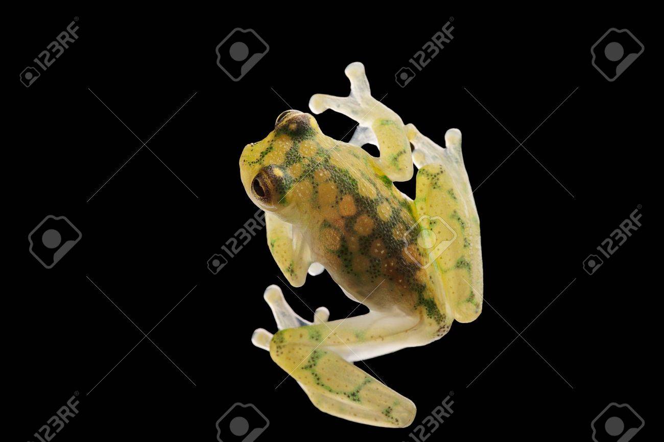 半透明のガラスのカエル、Hyalinobatrachium Valeroi。アマゾンの熱帯雨林からの小さい木のカエル。この熱帯の動物は、コスタリカ、パナマ、コロンビア、エクアドルの熱帯雨林に住んでいます。の写真素材・画像素材  Image 19561445