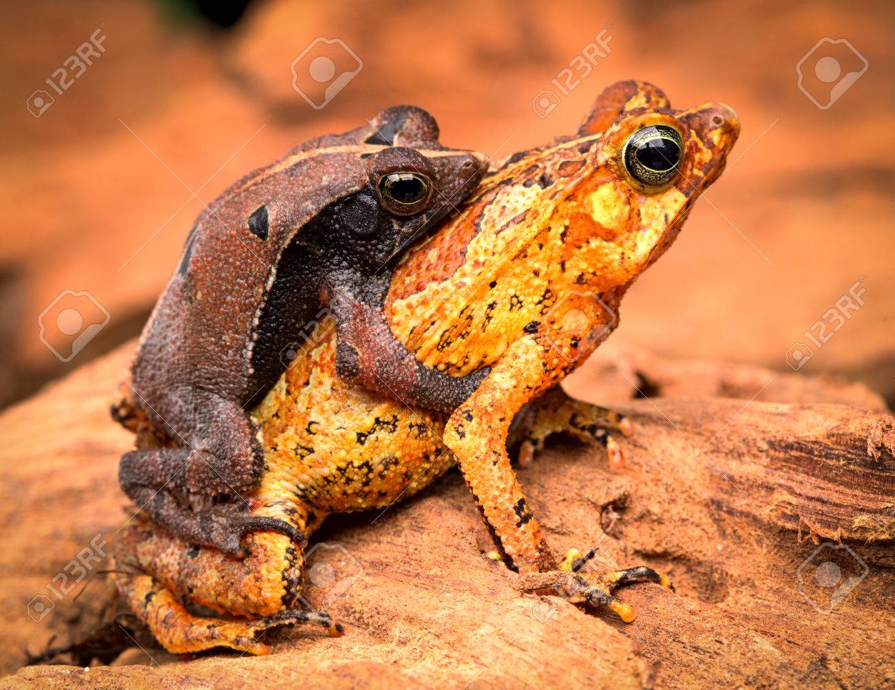 熱帯ヒキガエル Rhinella Typhonius ブラジル ペルー ボリビア エクアドルのアマゾンの熱帯雨林の小さい水陸両生動物の交尾 の写真素材 画像素材 Image