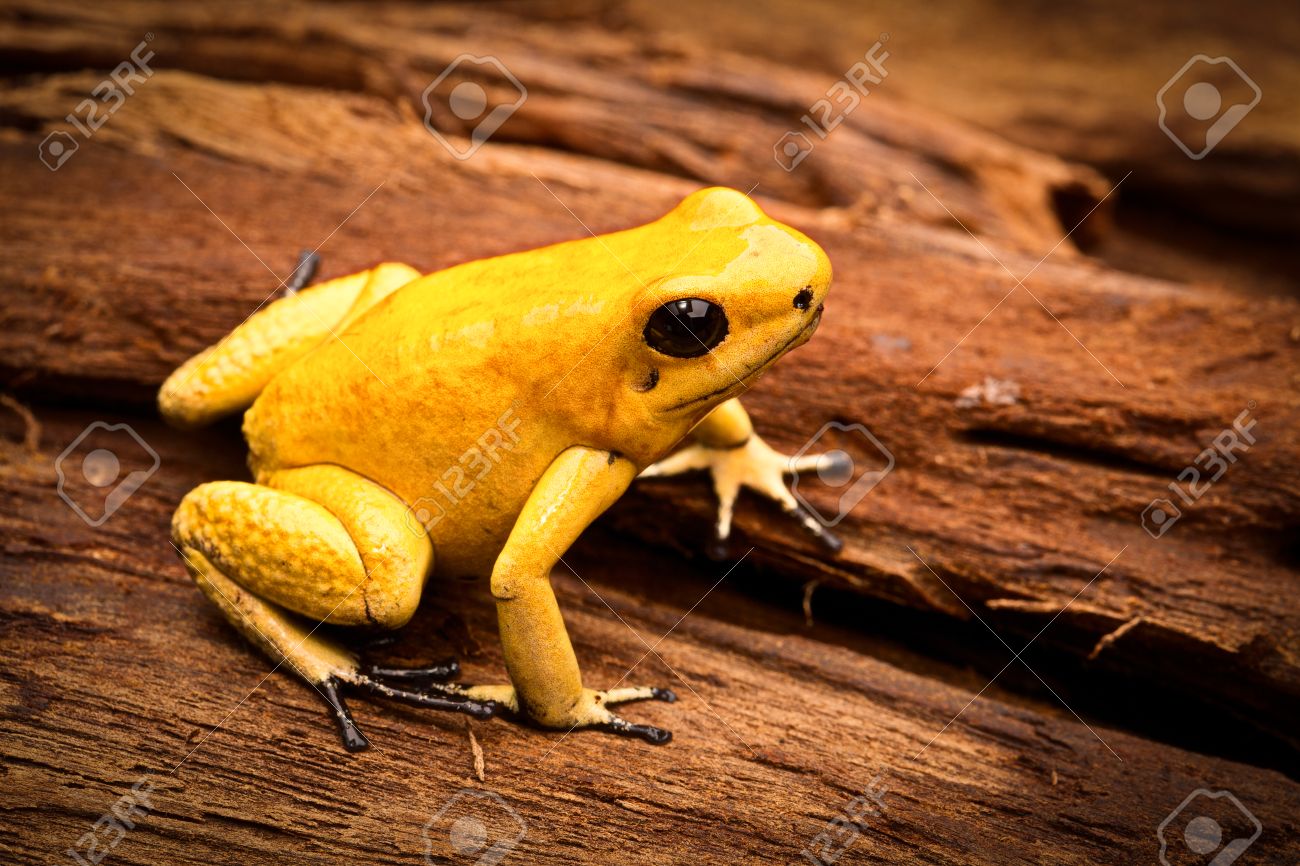 毒カエル 毒投げ矢のカエル Phyllobates Terribilis コロンビアの熱帯雨林から危険な動物です 明るい黄色とオレンジ色で有毒な水陸両生動物 の写真素材 画像素材 Image
