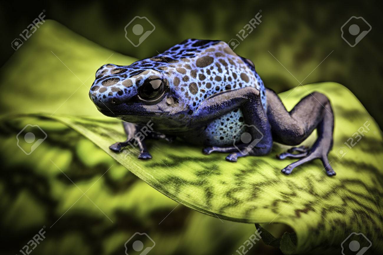 Blue Poison Frog Dendrobates Azureus A Beautiful Tropical And Poisonous Amazon Rain Forest Animal Poison Dart Or Arrow Frog Exotic Amphibian Kept As Terrarium Pet Stock Photo Picture And Royalty Free Image Blue Poison Frog Dendrobates Azureus A Beautiful Tropical And Poisonous Amazon Rain Forest Animal Poison Dart Or Arrow Frog Exotic Amphibian Kept As Terrarium Pet Stock Photo Picture And Royalty Free Image