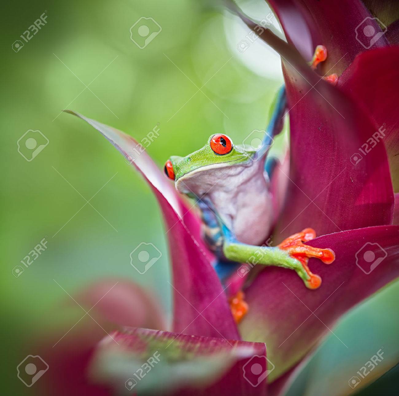 red eyed tree frog from the tropical jungle of Costa RIca, Nicaragua and Panama? macro of an exotic rain forest animal, rainforest treefrog - 44461753 red eyed tree frog from the tropical jungle of Costa RIca, Nicaragua and Panama? macro of an exotic rain forest animal, rainforest treefrog - 44461753