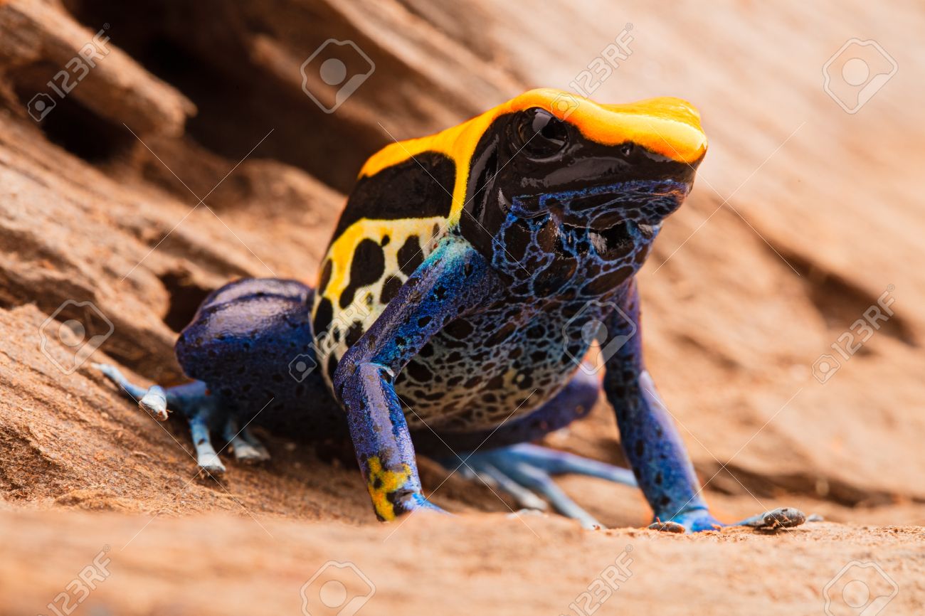 黄色青い毒投げ矢のカエル アイゾメヤドクガエル ブラジルの熱帯アマゾンの熱帯雨林から有毒な動物 の写真素材 画像素材 Image