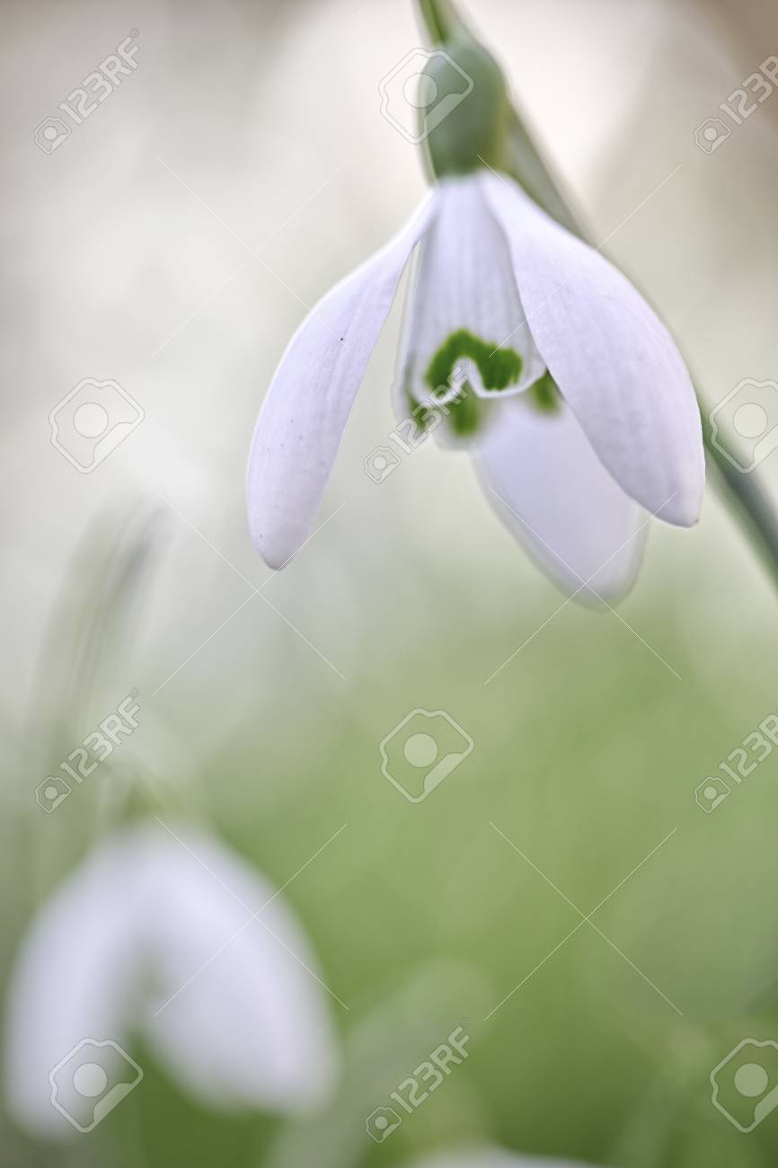 snow drops early spring white wild flower galanthus nivalis