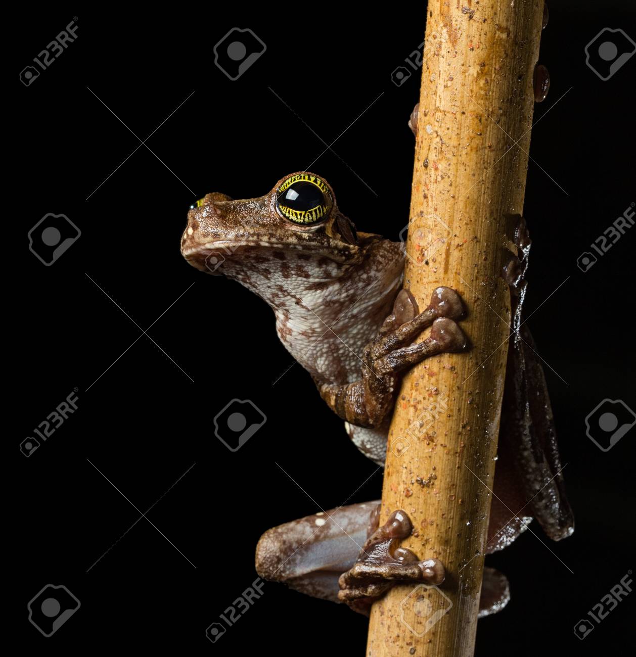 열 대 나무 개구리, Osteocephalus Taurinus입니다. 아름다운 색의 눈으로 아마존 Raon 숲에서 Treefrog. 밤에 이국적인 동물의 매크로입니다. 로열티 무료 사진, 그림, 이미지 그리고 스톡포토그래피. Image 72489369. 열 대 나무 개구리, Osteocephalus Taurinus입니다. 아름다운 색의 눈으로 아마존 Raon 숲에서 Treefrog. 밤에 이국적인 동물의 매크로입니다. 로열티 무료 사진, 그림, 이미지 그리고 스톡포토그래피. Image 72489369.