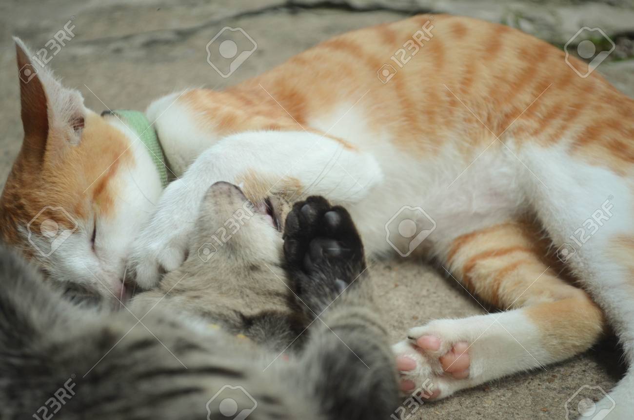 etiam-dictum-ipsum-a-felis