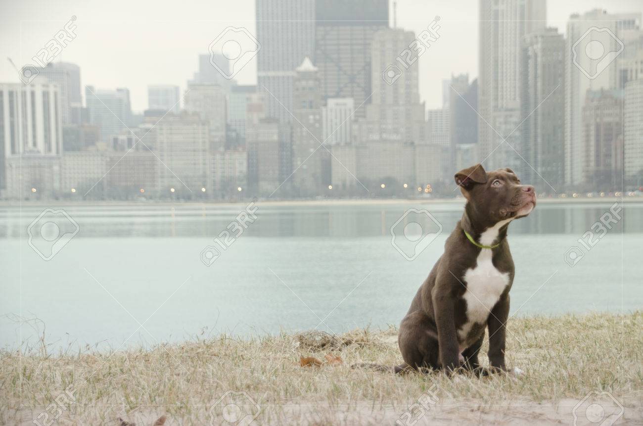 シカゴのビーチでポーズ研究室ピットブル犬ミックス の写真素材 画像素材 Image