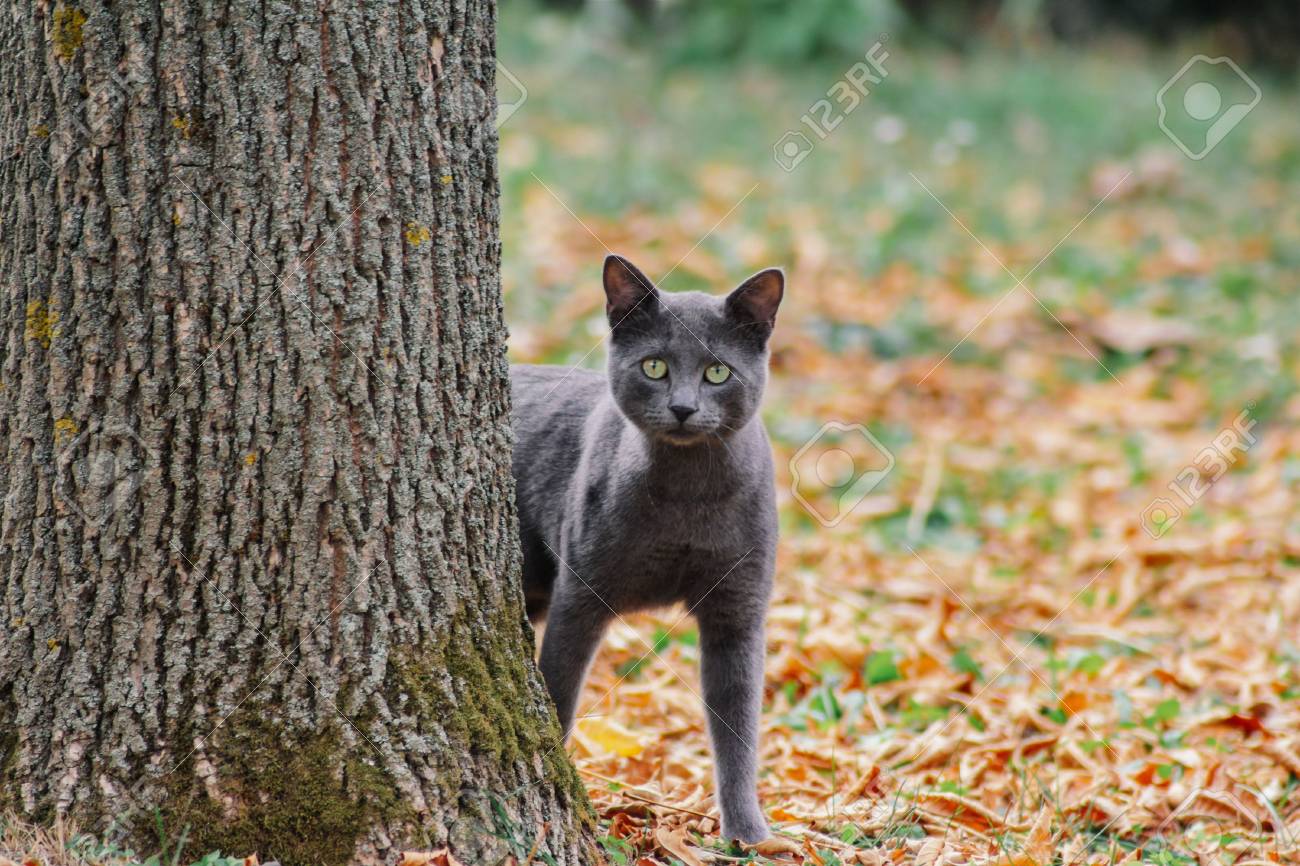 Russian Blue Cat Russian Cat Tree Russian Cat In Tree 2025