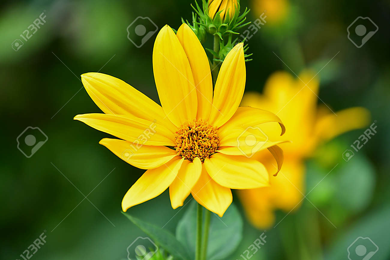 etiam-dictum-ipsum-a-felis