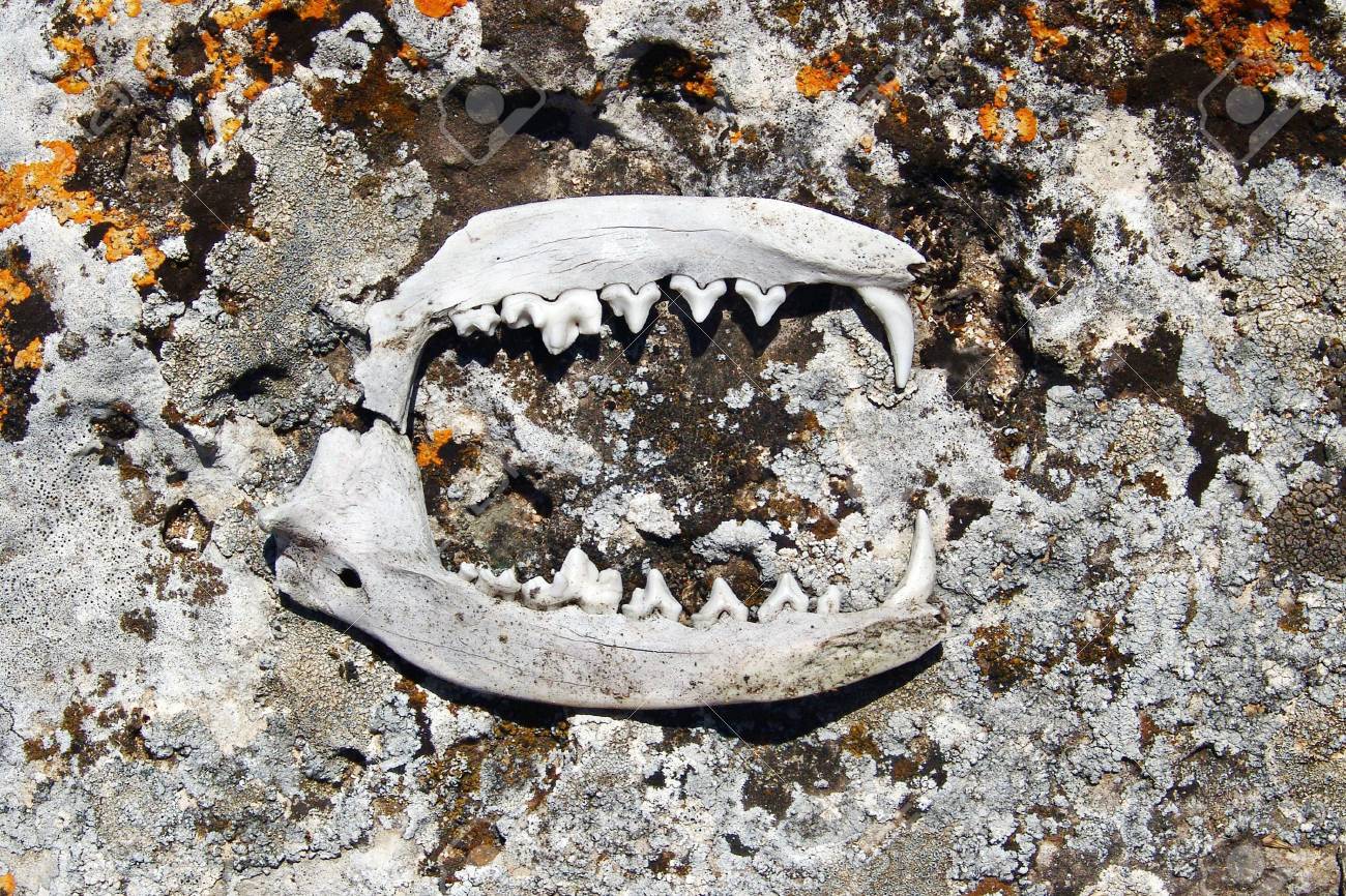 etiam-dictum-ipsum-a-felis