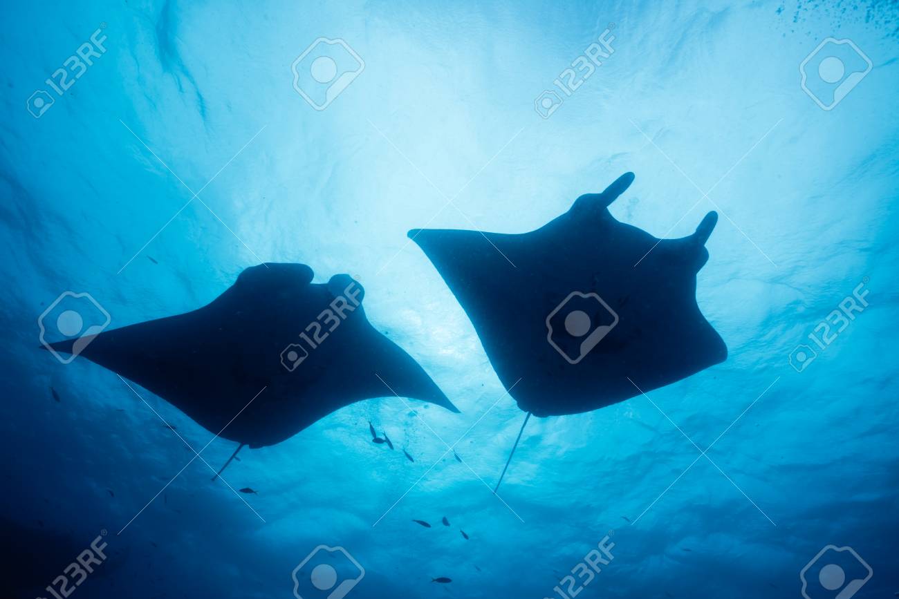 マンタのシルエット の写真素材 画像素材 Image