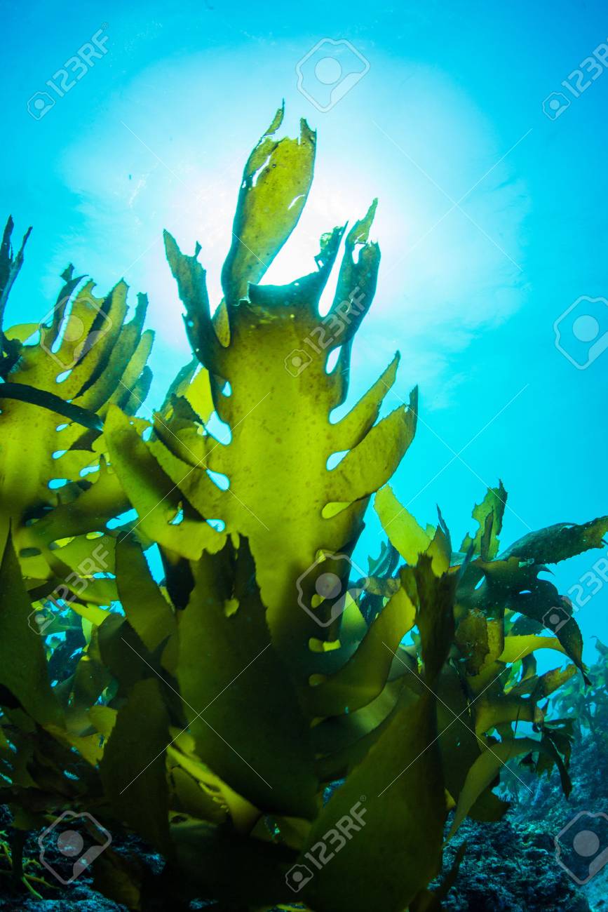 海藻の森 の写真素材 画像素材 Image