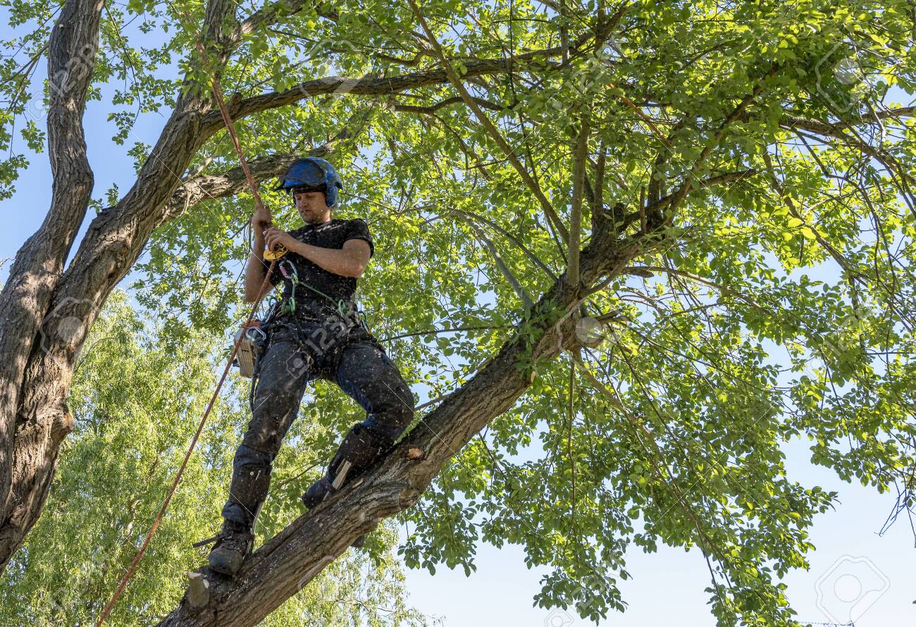 A Tree Surgeon Or Arborist Tying A Rope To A Branch Ready For