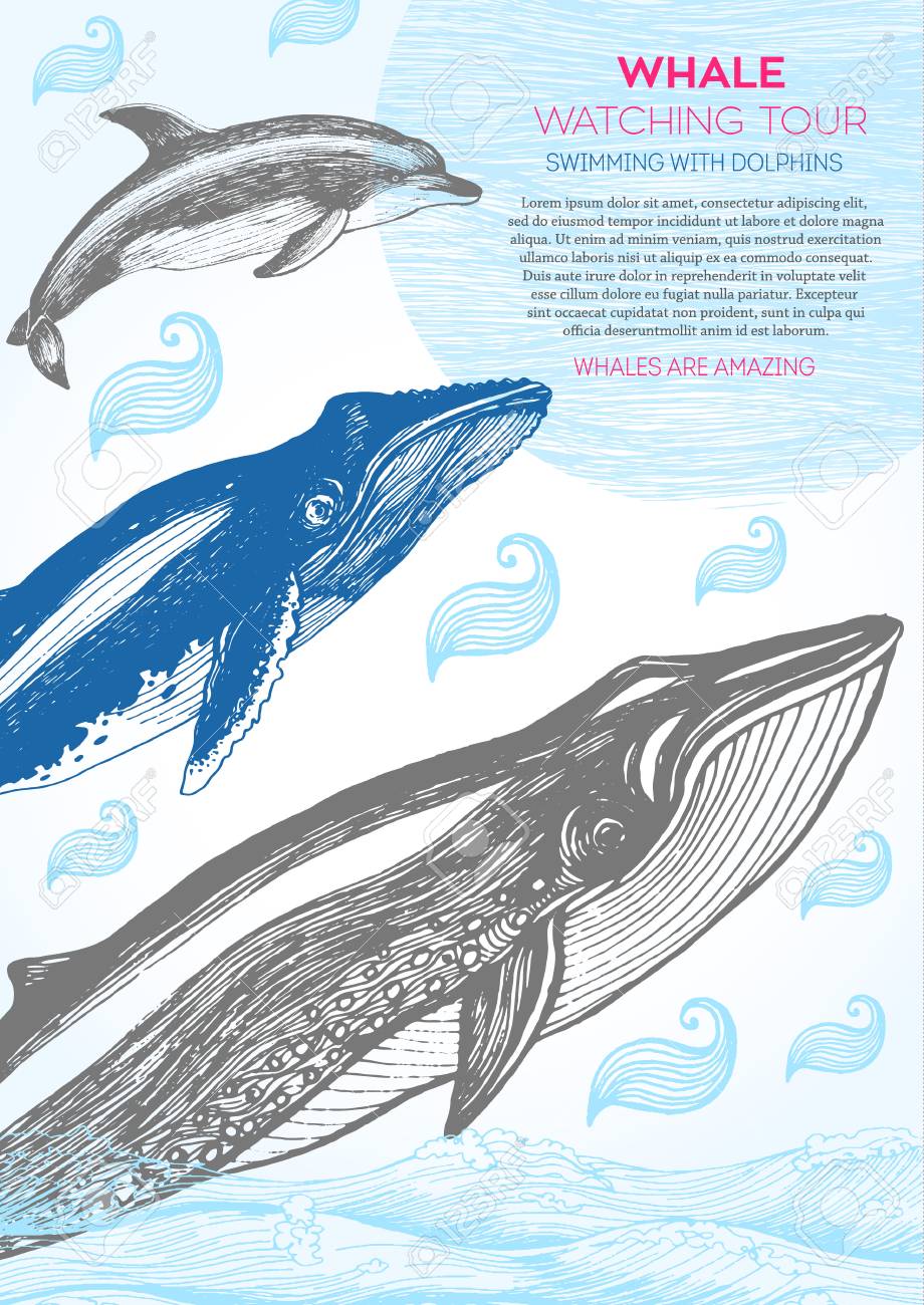 インクで描かれた航海図 クジラとイルカの波 海のデザイン テンプレートです クジラやイルカウォッチングの休日 のイラスト素材 ベクタ Image 6959 インクで描かれた航海図 クジラとイルカの波 海のデザイン テンプレートです クジラやイルカウォッチングの休日 のイラスト素材 ベクタ Image 6959