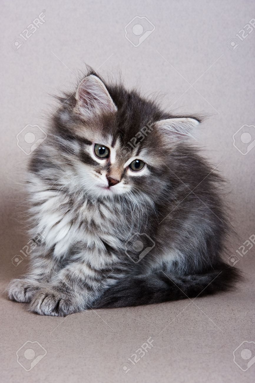 pet shop selling rabbits near me