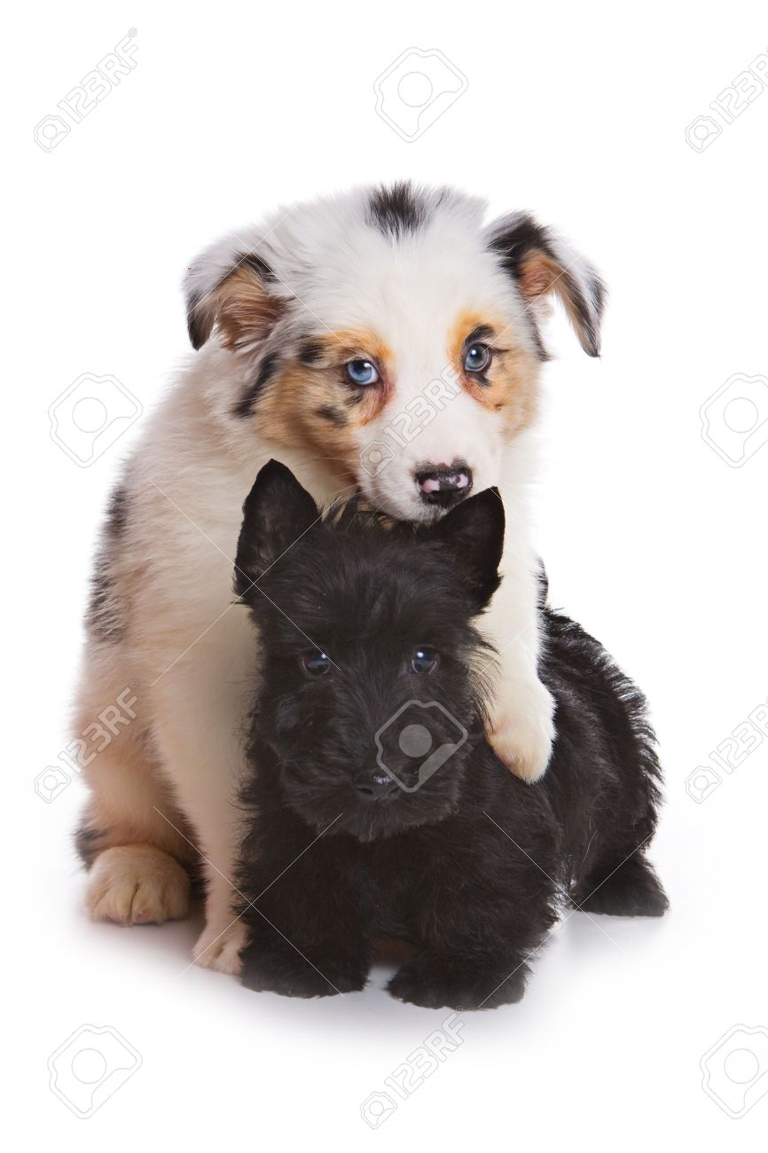 Australian Shepherd Puppy And Scottish Terrier Stock Photo ...