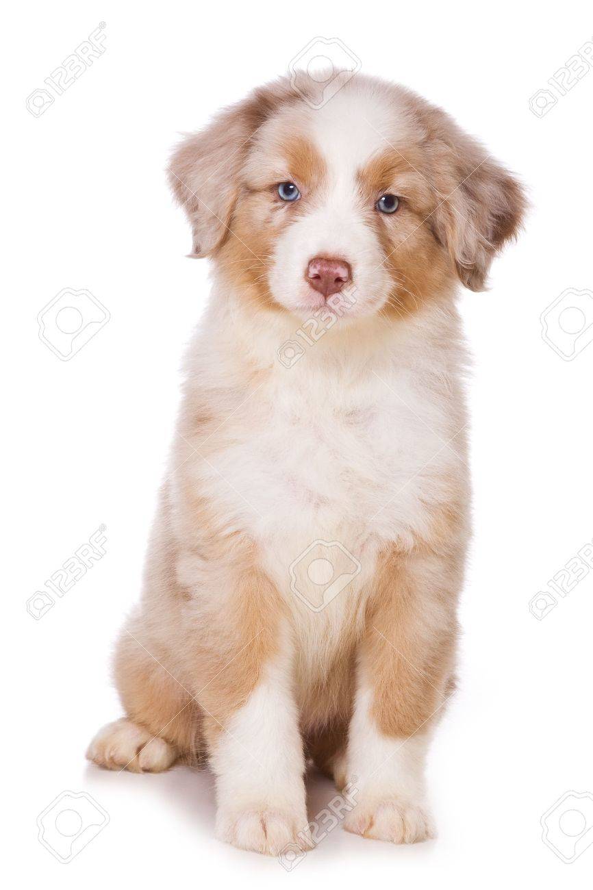 laser engraved dog tag