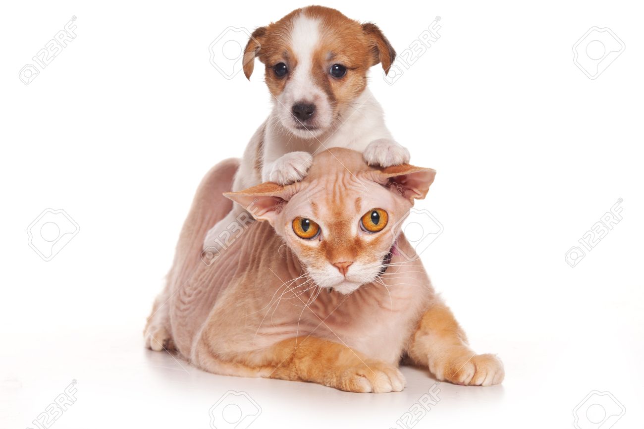 jack russell good with cats